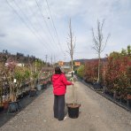 Ásimina trojlaločná - Banán severu PAW PAW (Asimina triloba) ´PRIMA´ - výška 270-290 cm, kont. C35L